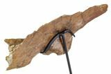 Fossil Theropod (Troodon?) Ilium - Montana #113083-6